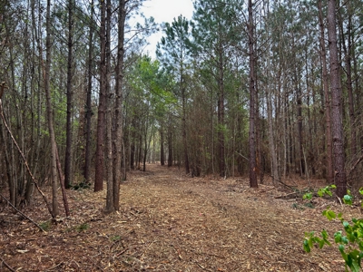 Land for Sale in East Texas - image 15