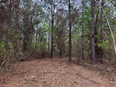 Land for Sale in East Texas - image 14