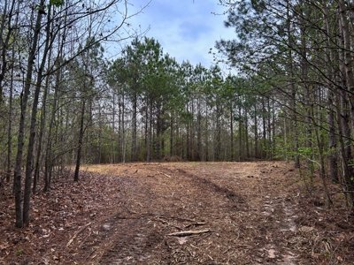 Land for Sale in East Texas - image 3