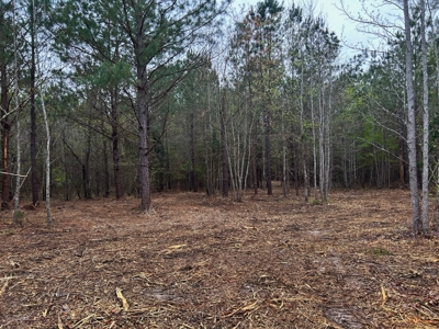 Land for Sale in East Texas - image 8