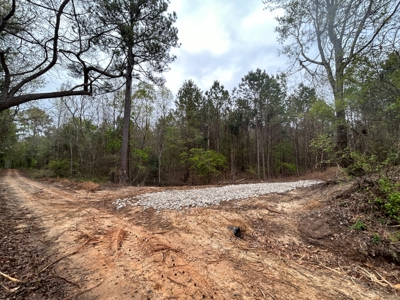 Land for Sale in East Texas - image 7