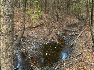 Land for Sale in East Texas - image 10