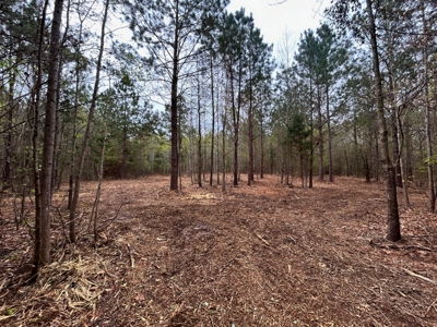 Land for Sale in East Texas - image 9