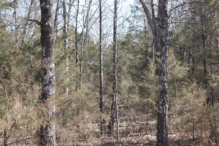 Ozarks Farm And Development Property For Sale Salem Ar - image 30