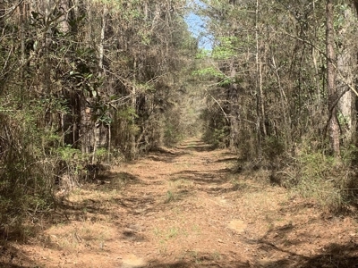 40 Secluded Acres with Mature Timber and Creek for Sale SWMS - image 3