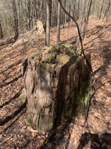 40 Secluded Acres with Mature Timber and Creek for Sale SWMS - image 20