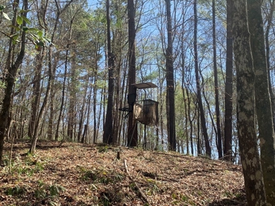 40 Secluded Acres with Mature Timber and Creek for Sale SWMS - image 13