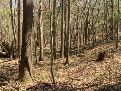 40 Secluded Acres with Mature Timber and Creek for Sale SWMS - image 19