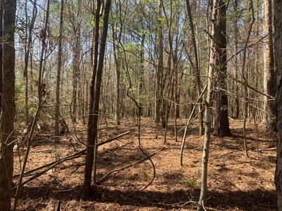 40 Secluded Acres with Mature Timber and Creek for Sale SWMS - image 8
