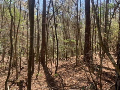 40 Secluded Acres with Mature Timber and Creek for Sale SWMS - image 9