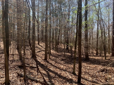 40 Secluded Acres with Mature Timber and Creek for Sale SWMS - image 22