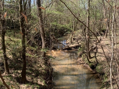 40 Secluded Acres with Mature Timber and Creek for Sale SWMS - image 17