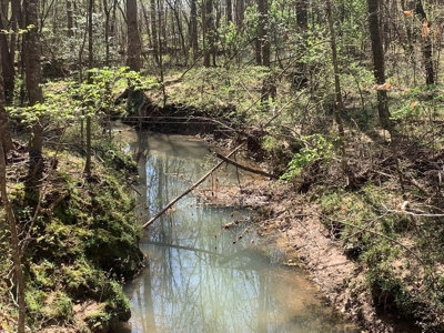 40 Secluded Acres with Mature Timber and Creek for Sale SWMS - image 18