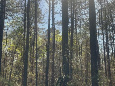 40 Secluded Acres with Mature Timber and Creek for Sale SWMS - image 4
