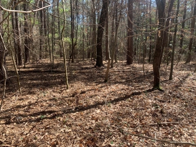 40 Secluded Acres with Mature Timber and Creek for Sale SWMS - image 5