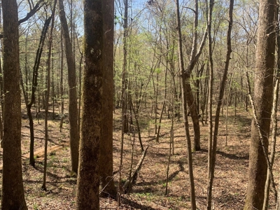 40 Secluded Acres with Mature Timber and Creek for Sale SWMS - image 10