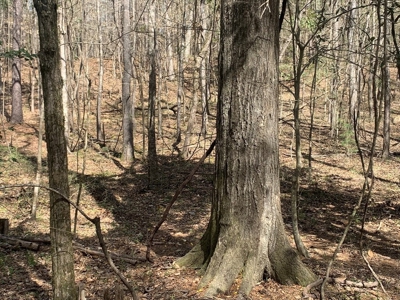 40 Secluded Acres with Mature Timber and Creek for Sale SWMS - image 15