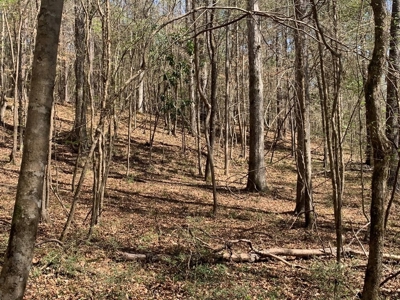 40 Secluded Acres with Mature Timber and Creek for Sale SWMS - image 16