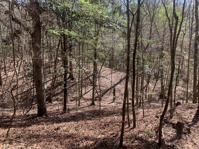 40 Secluded Acres with Mature Timber and Creek for Sale SWMS - image 7