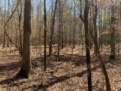 40 Secluded Acres with Mature Timber and Creek for Sale SWMS - image 21