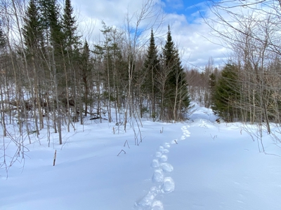 109± Acres with Brook Frontage - image 20