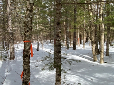 109± Acres with Brook Frontage - image 11
