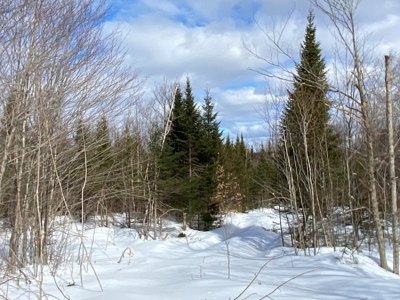109± Acres with Brook Frontage - image 21