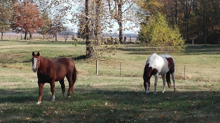 Martha's Ridge - 616 Acres, Lodge, Guest House, Lake East AR - image 29