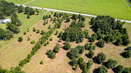 Lake Louise Frontage! Live Oak Land For Sale! - image 6