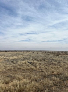 640 acres in Gaines County, Texas - image 11