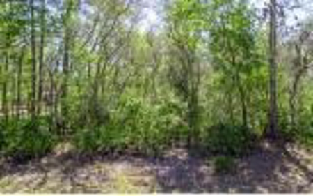 Suwannee River Land For Sale! Jasper Florida! - image 5