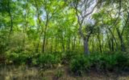 Suwannee River Land For Sale! Jasper Florida! - image 12