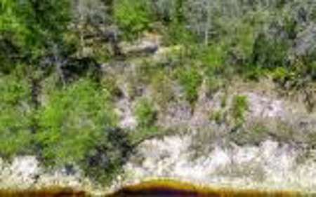 Suwannee River Land For Sale! Jasper Florida! - image 7