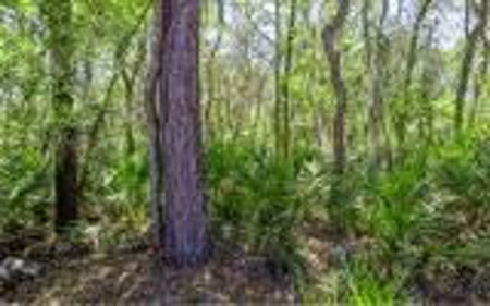 Suwannee River Land For Sale! Jasper Florida! - image 2
