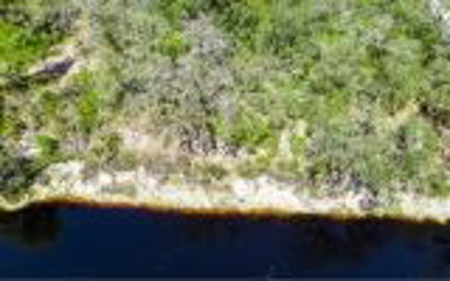 Suwannee River Land For Sale! Jasper Florida! - image 9