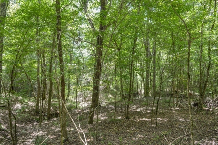 38 Acres Recreational Timberland for Sale Lincoln County MS - image 11