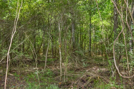 38 Acres Recreational Timberland for Sale Lincoln County MS - image 14