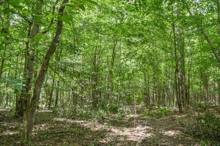 38 Acres Recreational Timberland for Sale Lincoln County MS - image 10