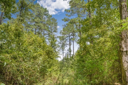 38 Acres Recreational Timberland for Sale Lincoln County MS - image 9