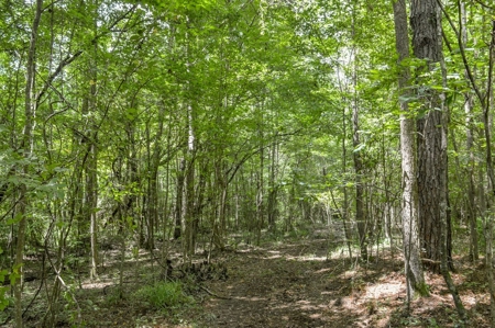 38 Acres Recreational Timberland for Sale Lincoln County MS - image 13