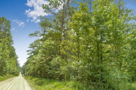 38 Acres Recreational Timberland for Sale Lincoln County MS - image 8
