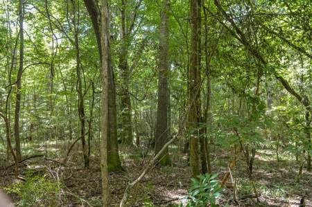 38 Acres Recreational Timberland for Sale Lincoln County MS - image 12