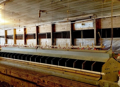 Poultry Breeder Farm 4 house 75 ac with residence - image 23