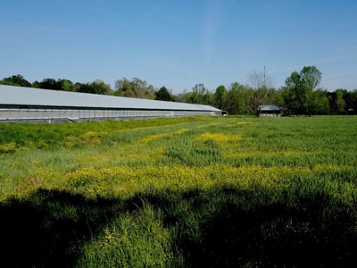 Poultry Breeder Farm 4 house 75 ac with residence - image 41