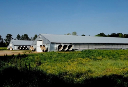 Poultry Breeder Farm 4 house 75 ac with residence - image 1