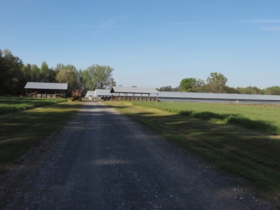 Poultry Breeder Farm 4 house 75 ac with residence - image 45