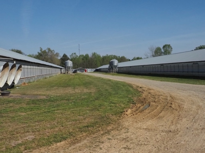Poultry Breeder Farm 4 house 75 ac with residence - image 9
