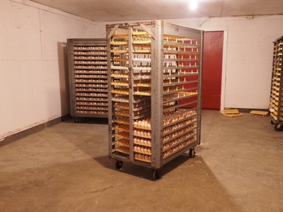 Poultry Breeder Farm 4 house 75 ac with residence - image 26