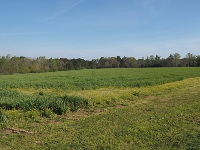 Poultry Breeder Farm 4 house 75 ac with residence - image 43
