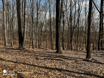 Timberland for Sale in Surry County NC - image 2